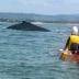 Byron Bay_Humpback Whale